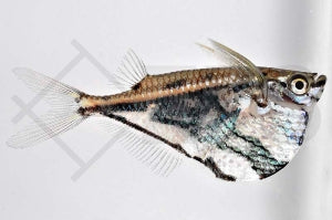 Marmorierter Beilbauchsalmler (Carnegiella strigata)