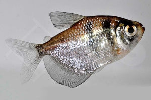 Trauermantelsalmler (Gymnocorymbus ternetzi)