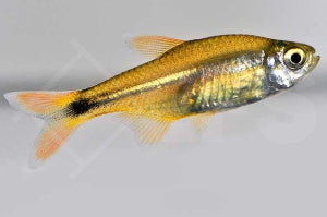 Kupfersalmler (Hasemania nana)