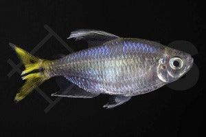 Gelber Kongosalmler (Alestopetersius caudalis)
