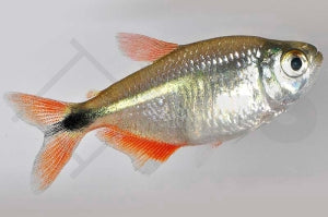 Rautenflecksalmler (Hyphessobrycon anisitsi)