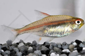 Glühlichtsalmler (Hemigrammus erythrozonus)