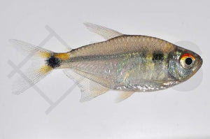 Schlußlichtsalmler (Hemigrammus ocellifer)