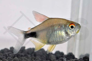Karfunkelsalmler (Hemigrammus pulcher)
