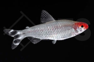 Rotkopfsalmler (Petitella bleheri)