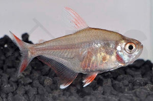 Schmucksalmler 