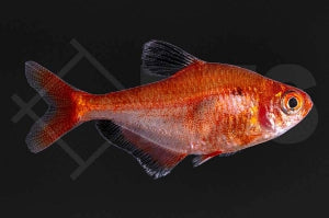 Blutsalmler (Hyphessobrycon eques)