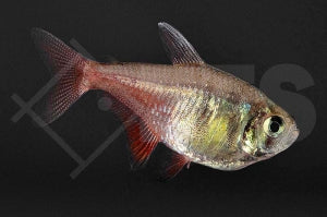 Roter von Rio (Hyphessobrycon flammeus)