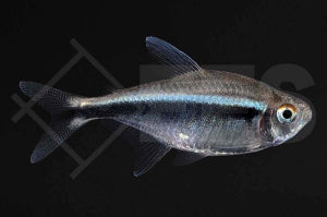 Schwarzer Neon (Hyphessobrycon herbertaxelrodi)
