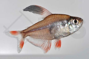 Schmucksalmler (Hyphessobrycon bentosi)
