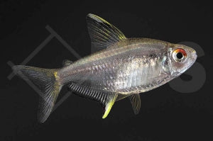 Zitronensalmler Hyphessobrycon pulchripinnis