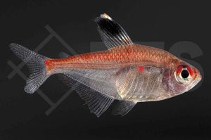 Rotrückenkirschflecksalmler (Hyphessobrycon pyrrhonotus)