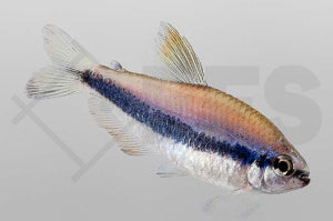 Königssalmler (Inpaichthys kerri)