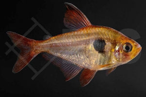 Roter Phantomsalmler (Megalomphodus sweglesi)