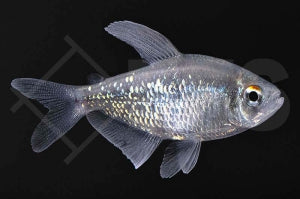 Brillant Salmler (Moenkhausia pitteri)