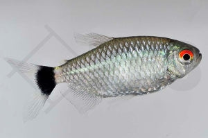 Rotaugen-Moenkhausia (Moenkhausia sanctaefilomenae)