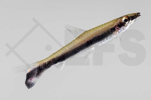 Schrägsteher (Nannostomus unifasciatus)