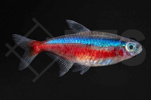 Roter Neon (Paracheirodon axelrodi)