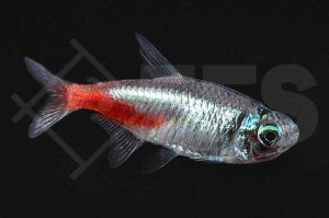 Diamant-Neonsalmler (Paracheirodon innesi)