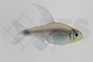 Schilfssalmler (Hyphessobrycon elachys)