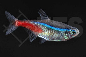 Neonsalmler (Paracheirodon innesi)