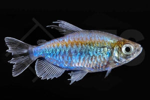 Blauer Kongosalmler (Phenacogrammus interruptus)