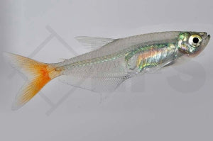 Rotflossen-Glassalmler (Prionobrama filigera)