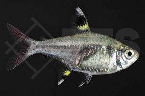 Sternflecksalmler (Pristella maxillaris)