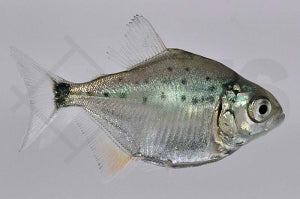 Roter Piranha (Serrasalmus nattereri)
