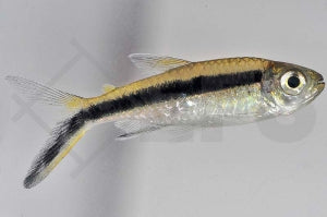Schrägschwimmer (Thayeria boehlkei)