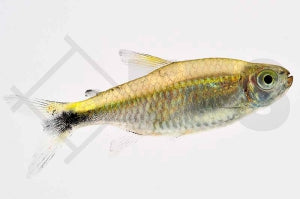 Grüner Neon (Hemigrammus hyanuary)