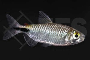 Afrikanischer Langflossensalmler (Bryconalestes longipinnis)