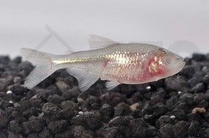Blinder Höhlensalmler (Astyanax jordani)