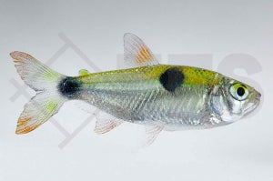 Zweitupfen Raubsalmler (Exodon paradoxus)