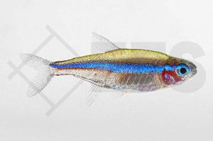 Blauer Neon (Paracheirodon simulans)