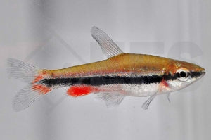 Längsbandziersalmler (Nannostomus beckfordi)