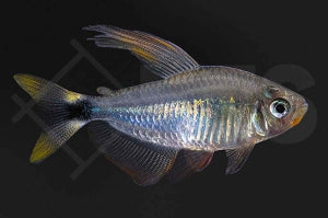 Procyon-Salmler (Hyphessobrycon procyon)
