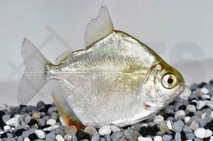 Silberdollar (Metynnis argenteus)
