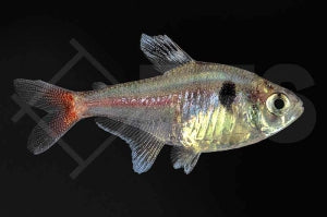Gelber Phantomsalmler (Megalomphodus roseus)