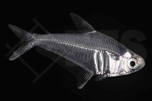 Bergkristallsalmler (Protocheirodon Pi)