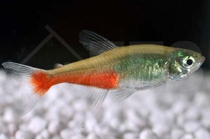 Rubinsalmler (Aphyocharax rathbuni)