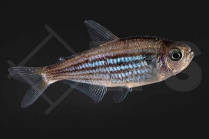 Sechs-Strophen Salmler (Hyphessobrycon hexastichos)