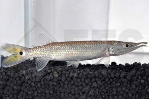 Hujeta Hechtsalmler (Ctenolucius hujeta)