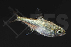 Goldtetra (Hemigrammus rodwayi)