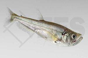 Vampirsalmer (Hydrolycus scomberoides)