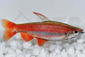 Purpurziersalmler (Nannostomus mortenthaleri)
