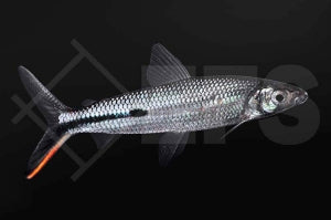 Rotschwanz Federsalmler (Hemiodopsis gracilis)