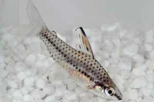 Punktierter Kopfsteher (Chilodus punctatus)