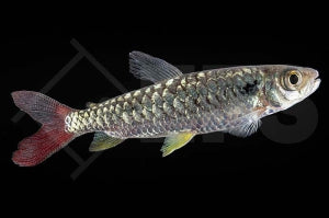 Gelbflossen-Glanzsalmler (Chalceus macrolepidotus)