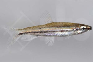 Dreibinden Ziersalmler (Nannostomus trifasciatus)